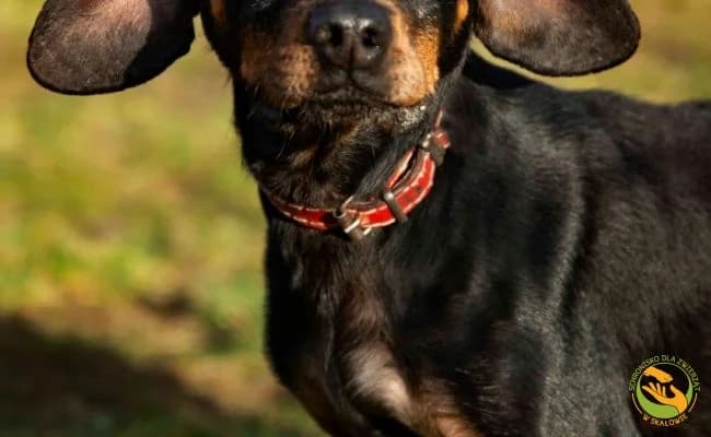 Malaga, female senior Mixed Breed for adoption at Schronisko Skałowo