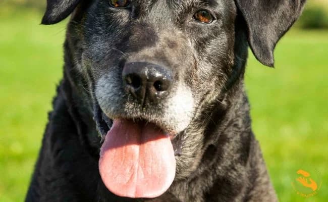 Ksena, female senior Mixed Breed for adoption at Schronisko Skałowo