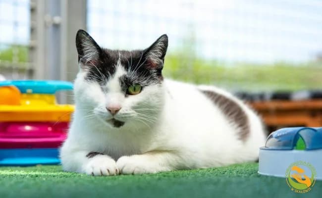 Oczka, female 7yo Mixed Breed for adoption at Schronisko Skałowo