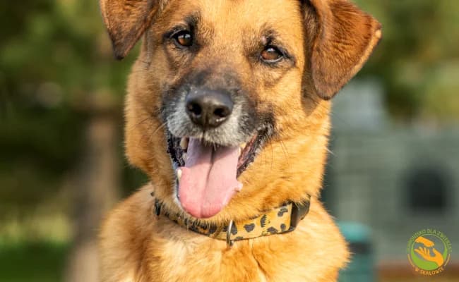 Yuki, male 6yo Mixed Breed for adoption at Schronisko Skałowo