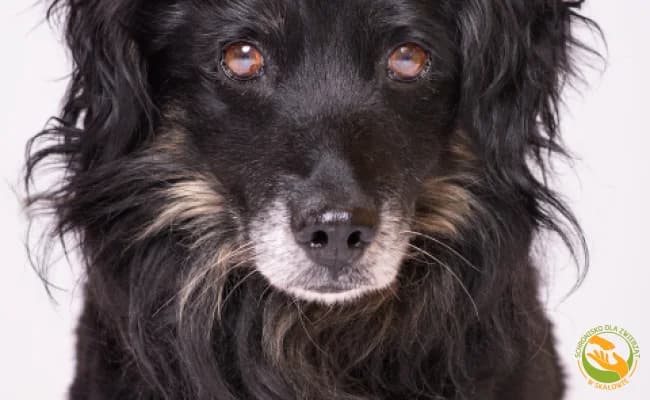 Boguś, male senior Mixed Breed for adoption at Schronisko Skałowo