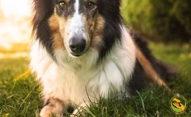 Max, male 5yo Mixed Breed for adoption at Schronisko Skałowo