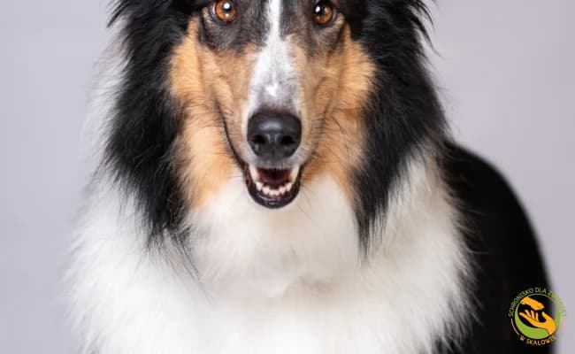 Max, male 5yo Mixed Breed for adoption at Schronisko Skałowo