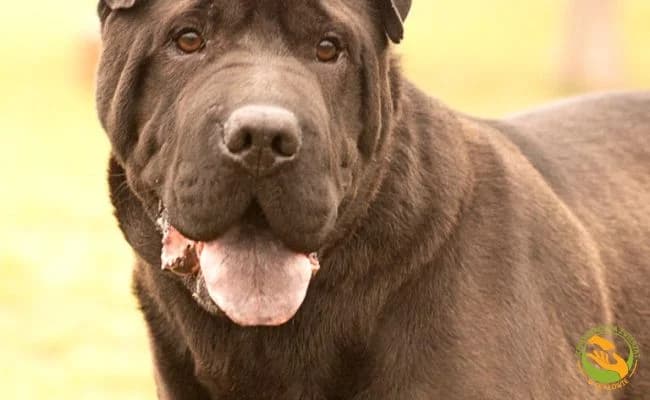 Nitro, male 5yo Mixed Breed for adoption at Schronisko Skałowo