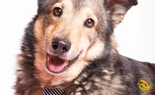 Curry, male 6yo Mixed Breed for adoption at Schronisko Skałowo