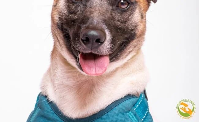 Haps, male 6yo Mixed Breed for adoption at Schronisko Skałowo