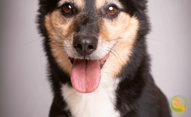 Bendżi, male senior Mixed Breed for adoption at Schronisko Skałowo
