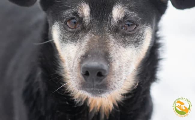 Ptysiu, male senior Mixed Breed for adoption at Schronisko Skałowo