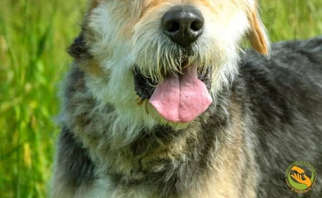 Frodo, male senior Mixed Breed for adoption at Schronisko Skałowo