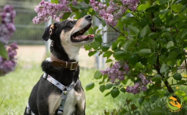 Julian, male 5yo Mixed Breed for adoption at Schronisko Skałowo