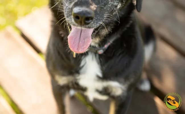 Stasia, female 6yo Mixed Breed for adoption at Schronisko Skałowo