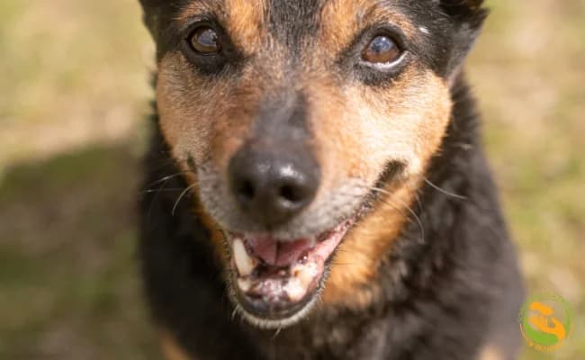 Tymek, male senior Mixed Breed for adoption at Schronisko Skałowo