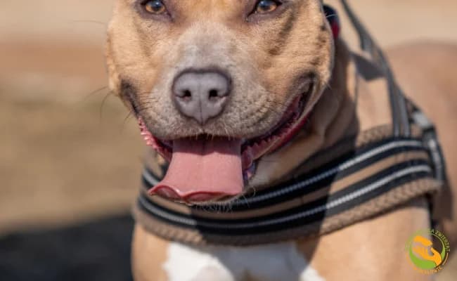 Faza, female young Mixed Breed for adoption at Schronisko Skałowo