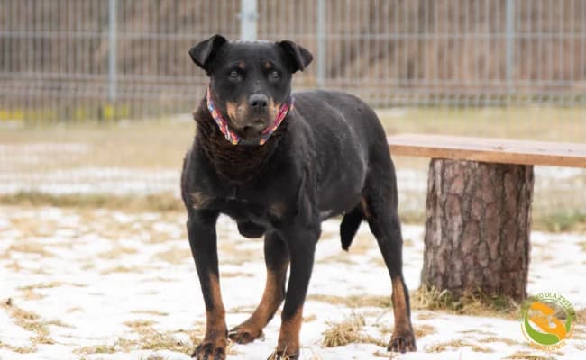 Molly, female senior Mixed Breed for adoption at Schronisko Skałowo