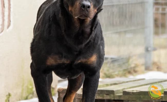 Holly, female 7yo Mixed Breed for adoption at Schronisko Skałowo