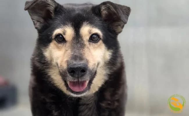 Dziurawiec, male 6yo Mixed Breed for adoption at Schronisko Skałowo