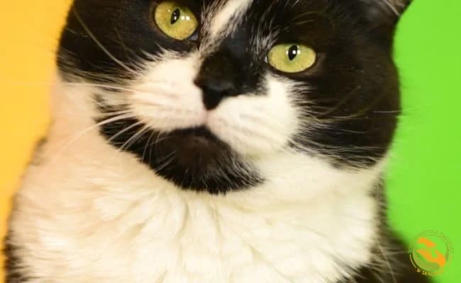 Marcysia, female young Mixed Breed for adoption at Schronisko Skałowo