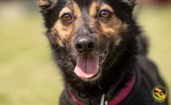 Rex, male 6yo Mixed Breed for adoption at Schronisko Skałowo