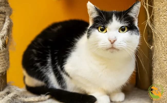 Hrabina, female 4yo Mixed Breed for adoption at Schronisko Skałowo