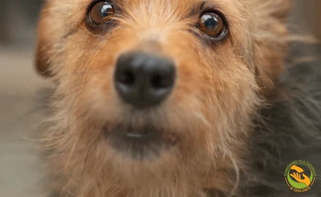 Sara, female 7yo Mixed Breed for adoption at Schronisko Skałowo
