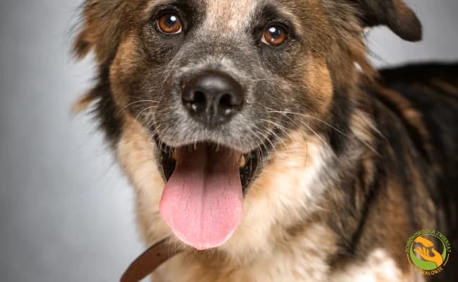 Dexter, male 3yo Mixed Breed for adoption at Schronisko Skałowo