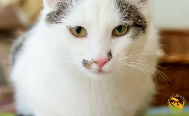 Junior, male 4yo Mixed Breed for adoption at Schronisko Skałowo