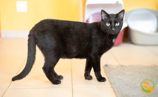 Bigos, male 3yo Mixed Breed for adoption at Schronisko Skałowo