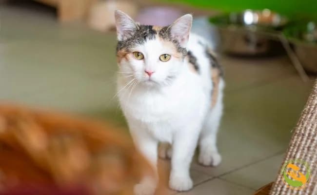 Frotka, female young Mixed Breed for adoption at Schronisko Skałowo