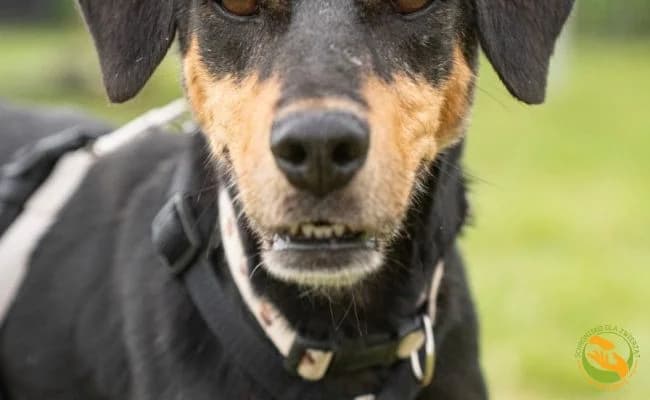 Trusia, female 3yo Mixed Breed for adoption at Schronisko Skałowo