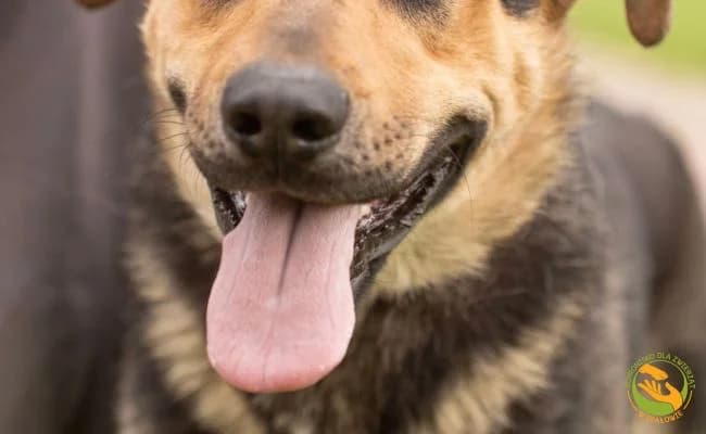 Kokosz, male 3yo Mixed Breed for adoption at Schronisko Skałowo
