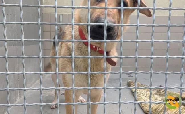 Kajko, male young Mixed Breed for adoption at Schronisko Skałowo
