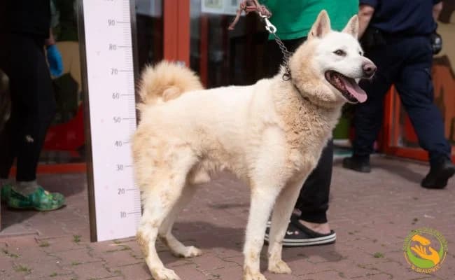 Borio, male senior Mixed Breed for adoption at Schronisko Skałowo