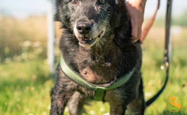 Roki, male senior Mixed Breed for adoption at Schronisko Skałowo