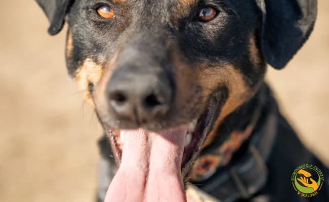 Zefir, male 5yo Mixed Breed for adoption at Schronisko Skałowo