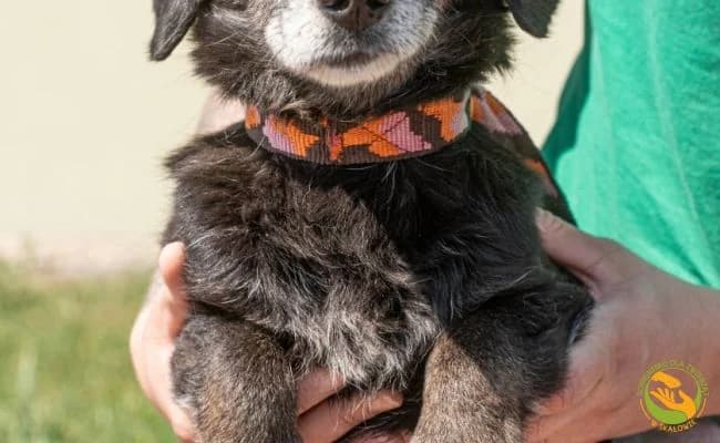Wiesiu, male senior Mixed Breed for adoption at Schronisko Skałowo