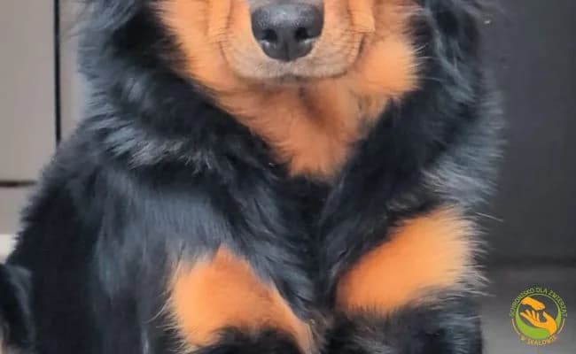 Parys, male young Mixed Breed for adoption at Schronisko Skałowo
