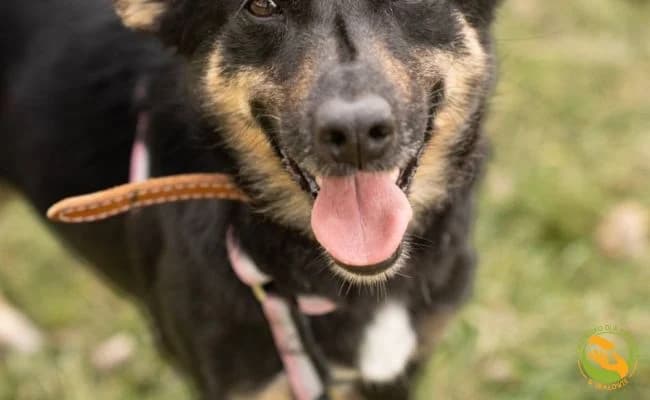 Rumba, female young Mixed Breed for adoption at Schronisko Skałowo