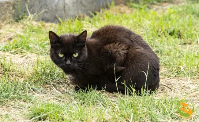 Chwiejka, female 4yo Mixed Breed for adoption at Schronisko Skałowo