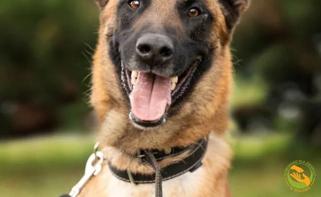 Odyn, male 3yo Mixed Breed for adoption at Schronisko Skałowo