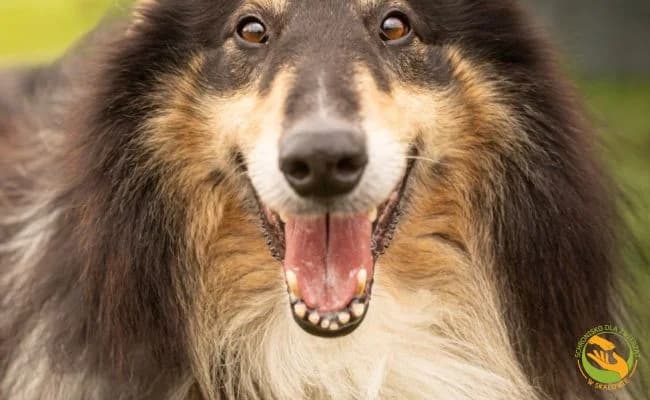 Marley, male 6yo Mixed Breed for adoption at Schronisko Skałowo