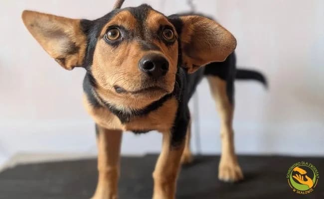 Jessy, female young Mixed Breed for adoption at Schronisko Skałowo