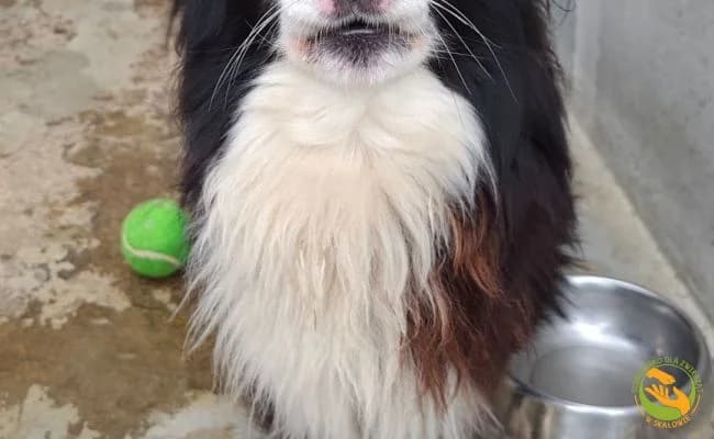 Cross, male 6yo Mixed Breed for adoption at Schronisko Skałowo