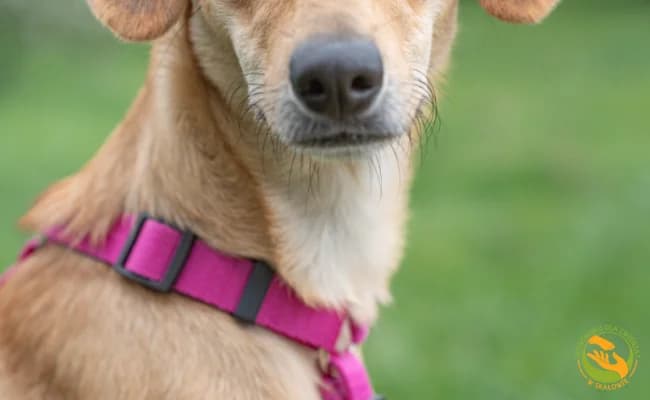 Iskra, female young Mixed Breed for adoption at Schronisko Skałowo