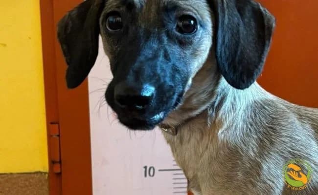 Netka, female young Mixed Breed for adoption at Schronisko Skałowo