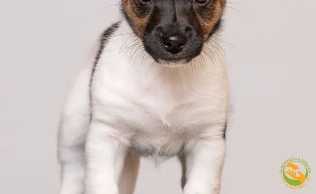 Daisy, female puppy Mixed Breed for adoption at Schronisko Skałowo