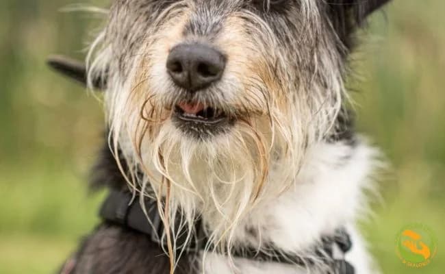 Amber, female 7yo Mixed Breed for adoption at Schronisko Skałowo