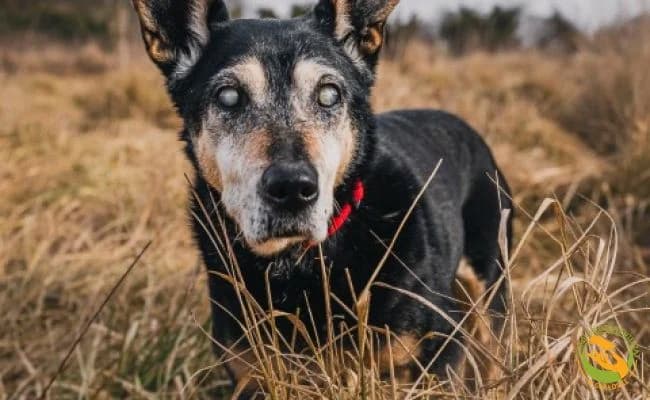 Franek, male senior Mixed Breed for adoption at Schronisko Skałowo