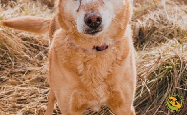 Lola, female senior Mixed Breed for adoption at Schronisko Skałowo