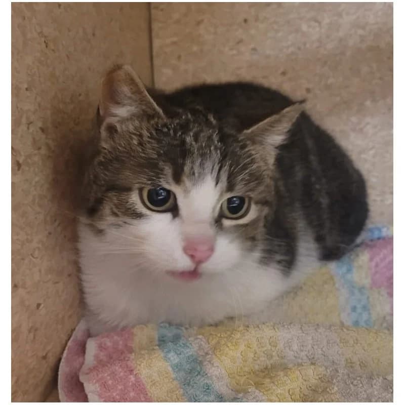 MASZA, mixed breed for adoption at Schronisko Skierniewice