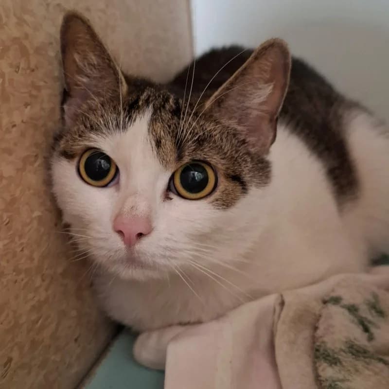 MILKA, mixed breed for adoption at Schronisko Skierniewice